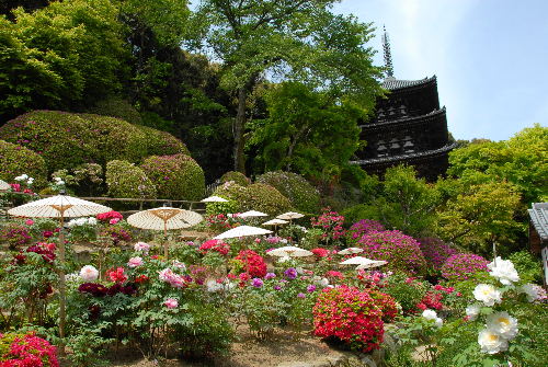 當麻寺 双塔園 ひこぼしの散歩