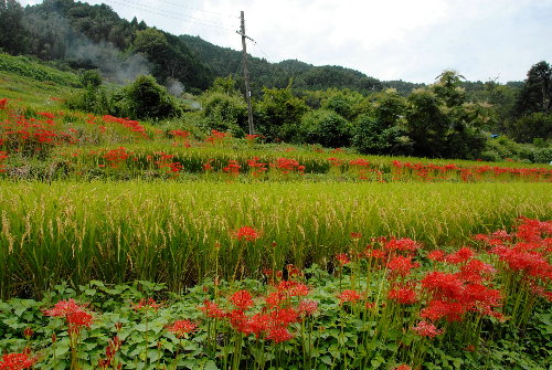 tanada#03.jpg